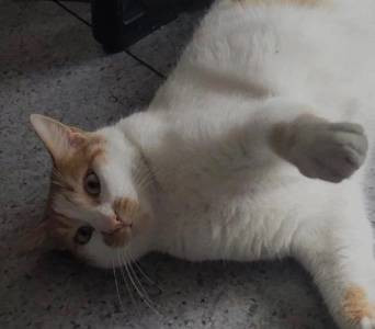 Öğrencilerin gözü önünde kediyi 5. kattan itti. Kedi Eros'un yankısı sürerken. Bu nasıl hoca - Resim: 2